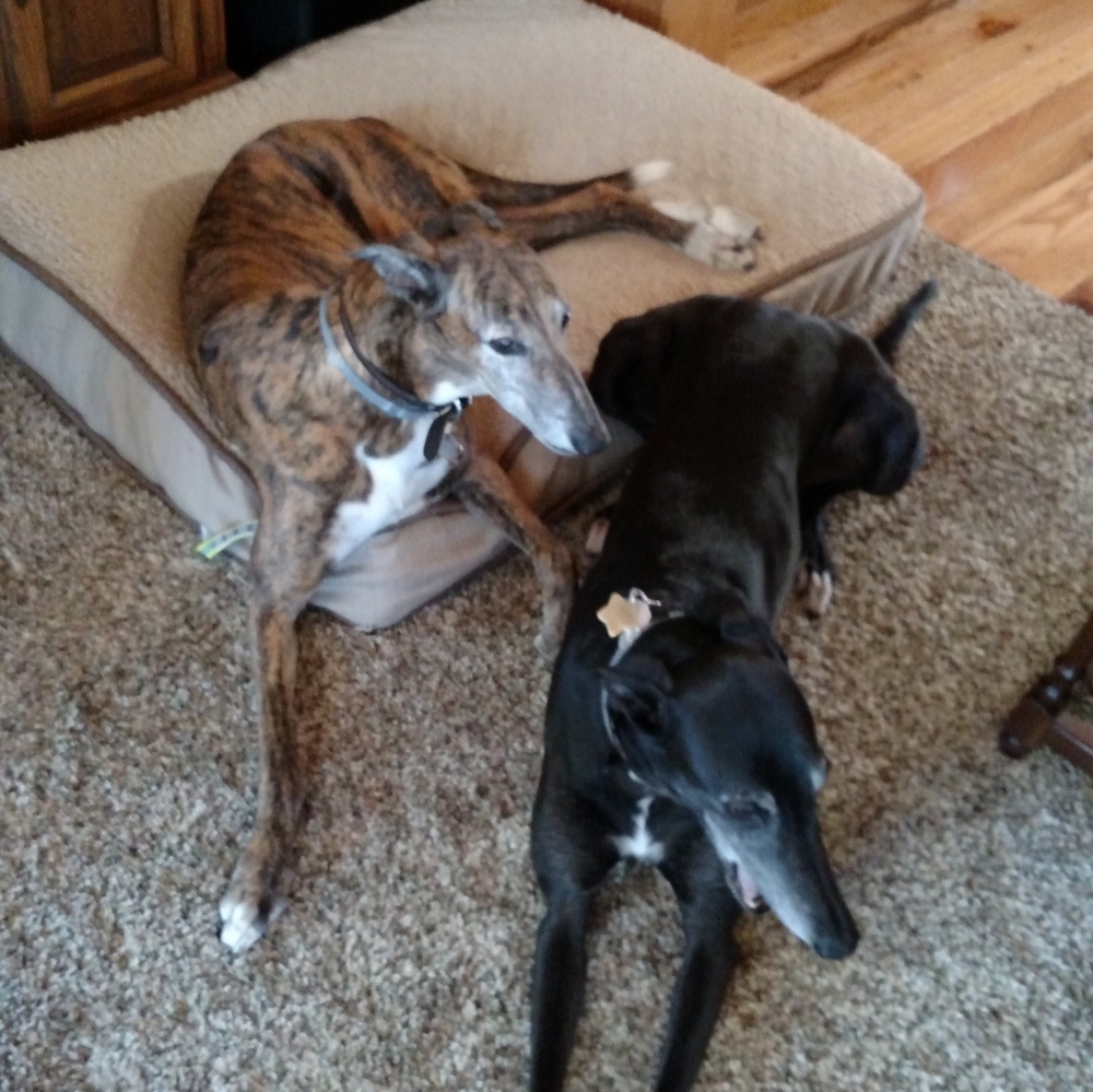 Meet your Posher, Ronda - Picture 2 of 2